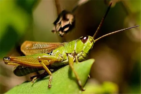 蝗虫和蚂蚱的区别性质相同都是害虫