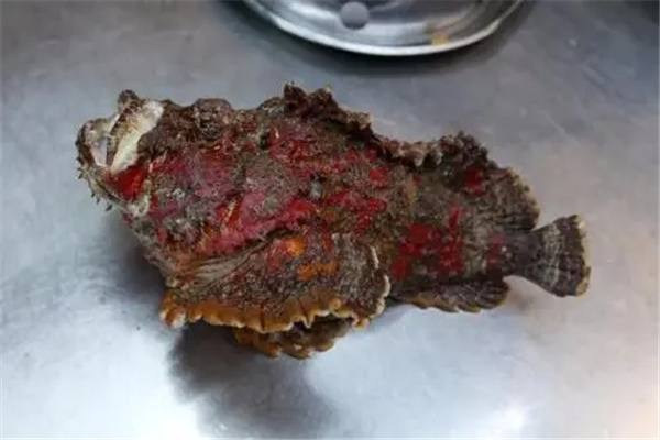 中国十大毒鱼 石头鱼图片