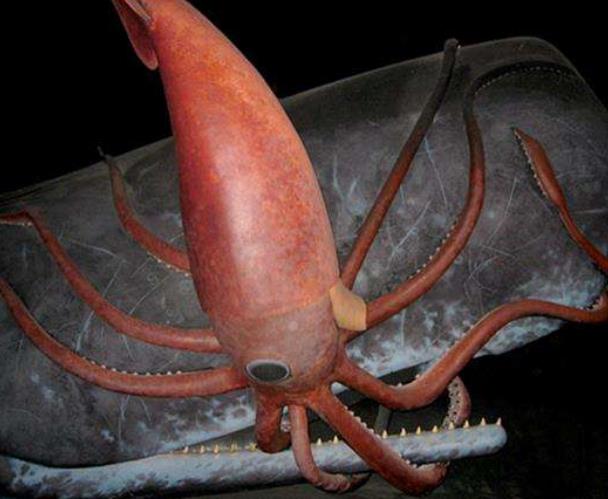 世界上最大的鱿鱼大王酸浆鱿长达20米以上血液是蓝色