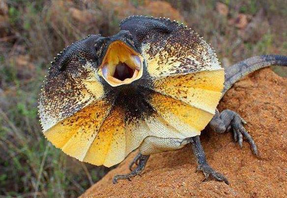 世界上最稀有的蜥蜴图片