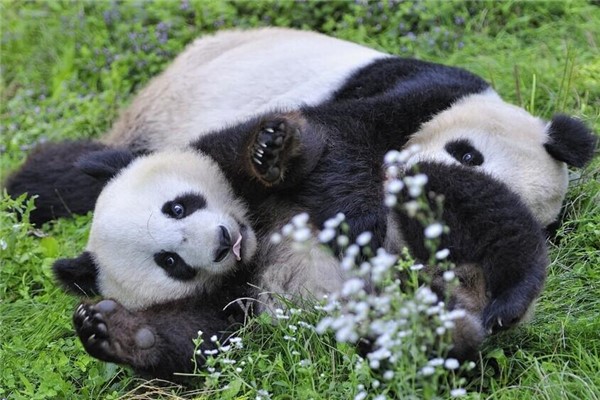 大熊猫的特点简单图片