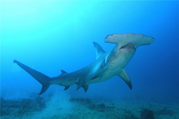 巨型无沟双髻鲨图片