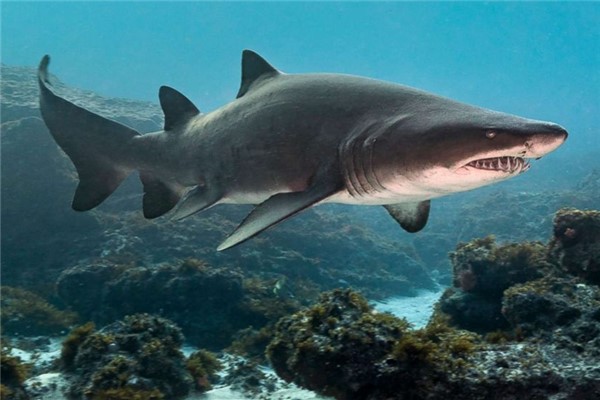 鲨鱼有多少种真实图片