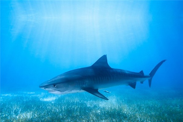 大角鲨鲨鱼图片