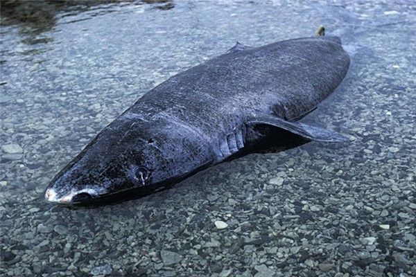 格陵兰睡鲨世界上体型最大的鲨鱼之一最长达7米