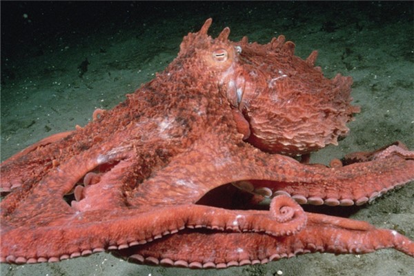 变异巨型章鱼图片