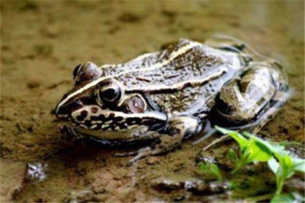 虎纹蛙:叉舌蛙科,虎纹蛙属动物(外表有虎斑)