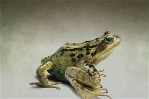 虎纹蛙叉舌蛙科虎纹蛙属动物外表有虎斑