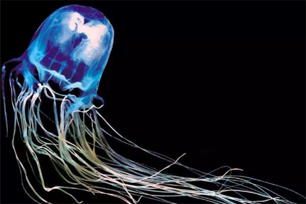 世界上最可怕的水母图片