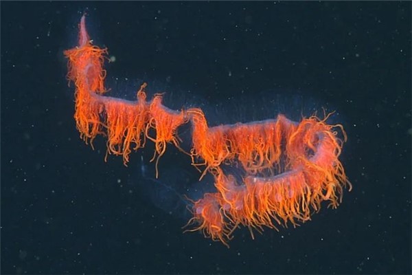 深海管水母:虽然叫水母但是它不属于水母(水母的近亲)