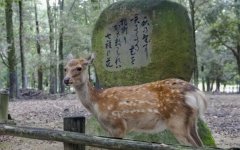 校园怪谈！日本奈良的红纸蓝纸真的有如此邪门！