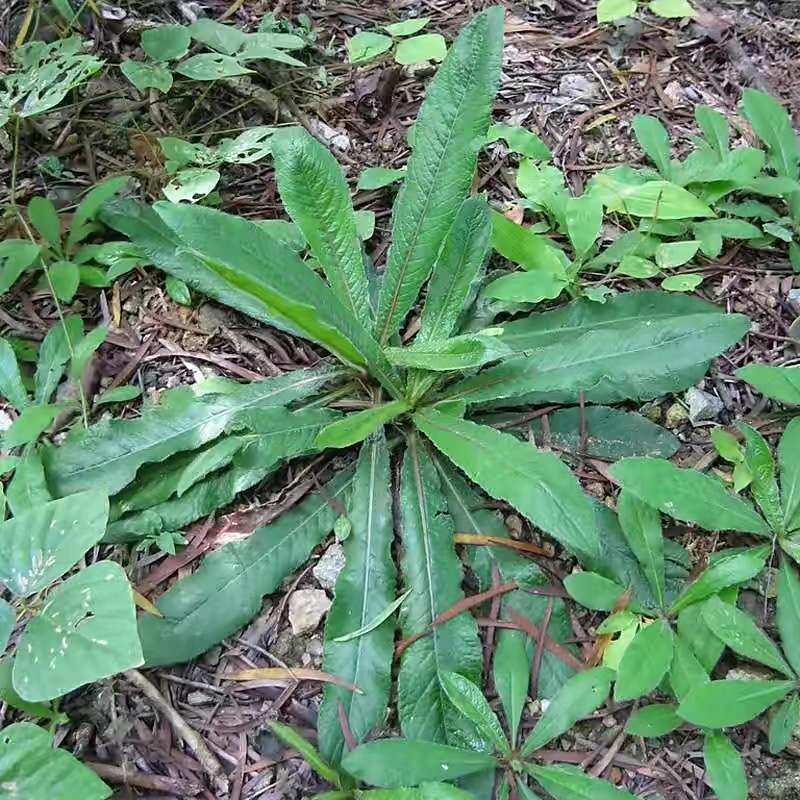 有哪些生草药消炎图片图片