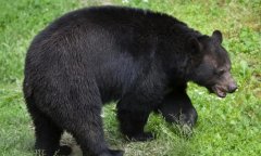上山如果被黑熊袭击，趴地上装死真的有用吗？（不会主动攻击人）