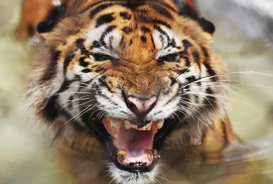 老虎的吼叫能麻痹动物,为什么在捕猎过程中不当定身术用吗?