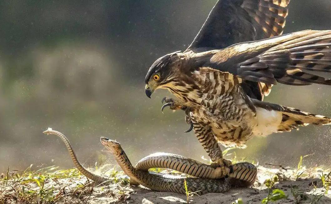 一些蛇,是因为毒蛇的肉是没有毒的,老鹰吃蛇肉的时候也就根本不会中毒