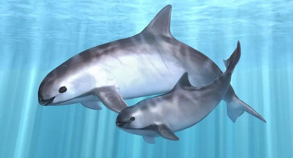 全球仅剩10头的小头鼠海豚新研究称它们不会消失人类破坏