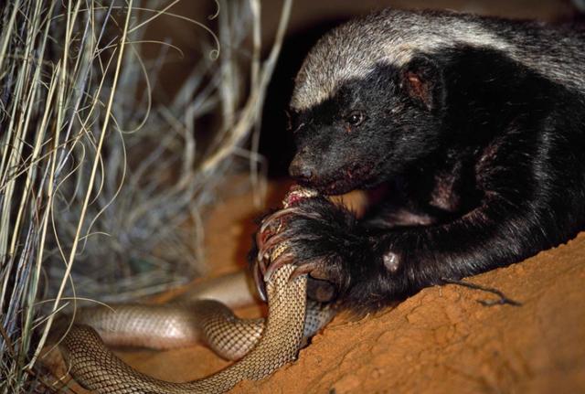 非洲蜜獾的捕食方式,与鸟类合作共赢(非洲蜜獾和黑鸟)