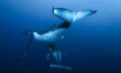 海中生物如果想要喝淡水，那可怎么办（生物进化）