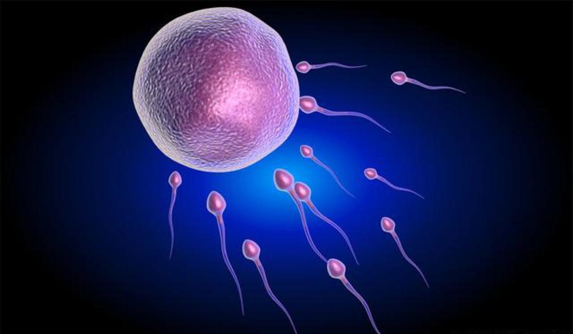 新生命是精子和卵子结合形成的,那么真是千军万马过独木桥吗?