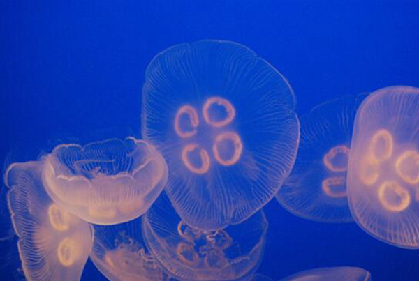 赤月水母也就是海蜇 被称为海产八珍之一（营养丰富）(图5)