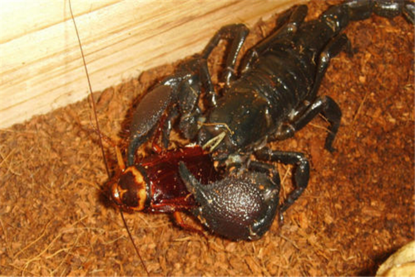 体型最大的蝎子图片