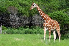 世界上最高的生物 长颈鹿大象纷纷上榜鸵鸟也是高大生物