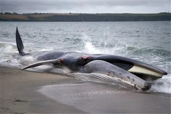 鲸鱼大小排名一览表:蓝鲸(重达240吨)