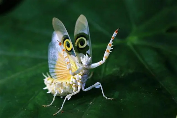 世界上最大的螳螂恐怖图片