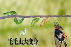 毛毛虫怎么变成蝴蝶的：破茧成蝶（幼虫逐渐长大）