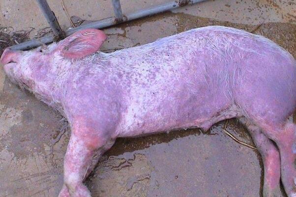 非洲猪瘟初期症状图片
