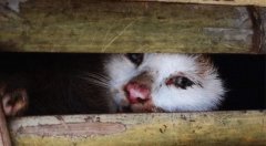 猫逃过中国人，却变为了越南人的食物，越南人居然爱吃猫肉？