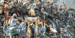 印度“垃圾山”有比人高的巨鸟，人们为什么宁愿捡垃圾也不吃？