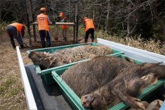 控制不住了！日本福岛“核辐射野猪”泛滥，数量超10万