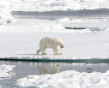 人类必须警惕，北极永冻层史前生物遗骸出现（生态变化）