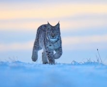 狼见了都要叫大哥的“猞猁”，究竟有多厉害（食肉大猫）