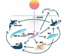 在鲸鱼腹中是种什么感觉？一个手无寸铁的人，有没有机会逃生？）