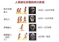 人类一夫一妻制使自然选择失效，人停止进化了？其实进化在加速