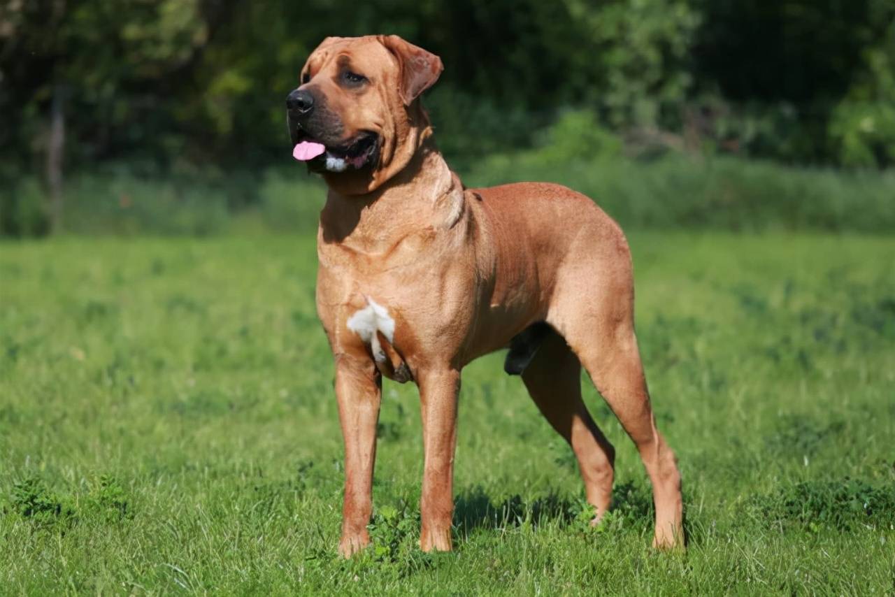 猛犬中的王者,让野兽也要害怕(土佐犬)