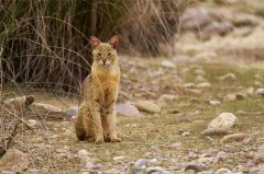 这种猫科动物曾被认为是猞猁的近亲，擅长游泳逃跑（丛林猫）