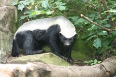 鬣狗与蜜獾狭路相逢，两个猛哥谁能赢（鬣狗更强）