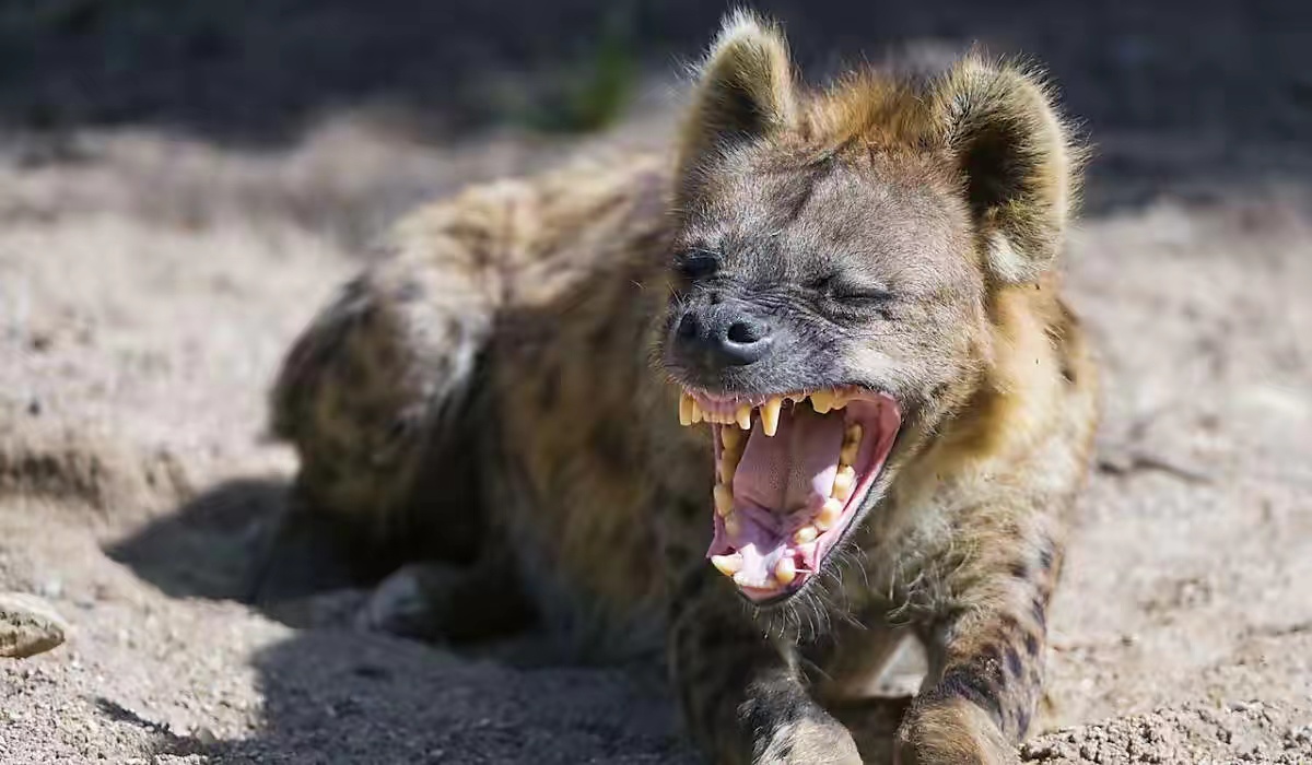 非洲二哥鬣狗不怕狮子却怕非洲人究竟非洲人怎么对它的