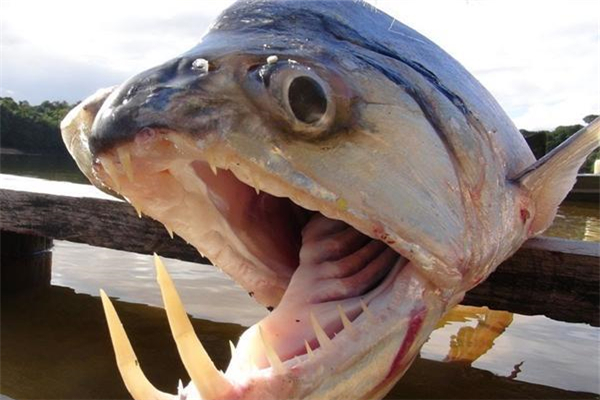 十大恐怖鱼 凶猛图片