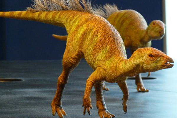 迷你杂食恐龙夫鲁塔齿龙身长最大75厘米仅鸭子大小