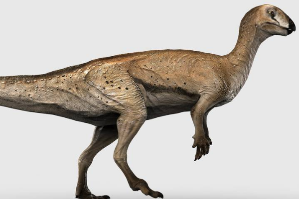 小型鸟脚恐龙棱齿龙体长仅23米堪称恐龙飞毛腿