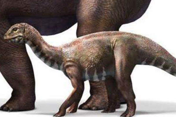 最小的恐龙是什么龙图片