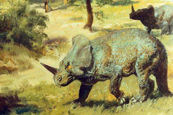 独角龙北美大型角龙科恐龙长6米鼻部长独角