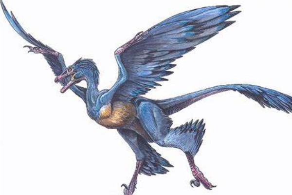 顾氏小盗龙史上第一种会飞的恐龙拥有四只翅膀