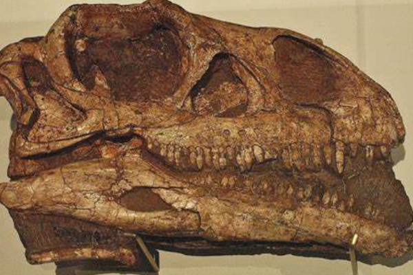 大椎龙中型植食蜥脚恐龙长6米长有鸟类气囊
