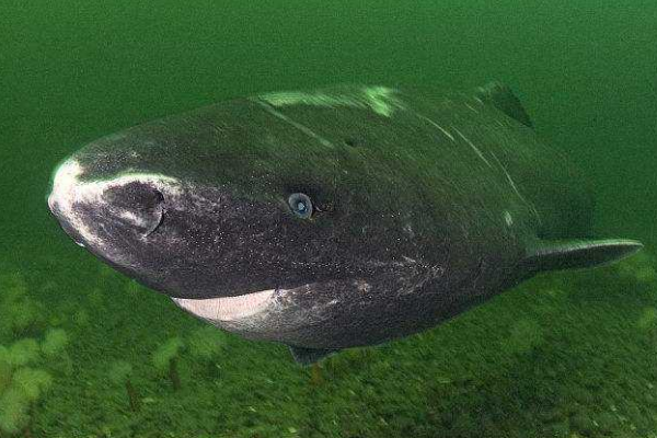 格陵兰睡鲨的生活习性