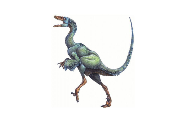 史前小型恐龙龙盗龙2014年才首次发现身长仅2米